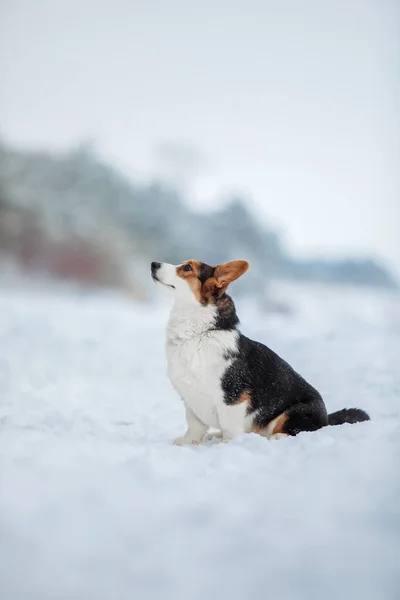 Karda Corgi Köpeği Kışın Köpek Doğadaki Köpek — Stok fotoğraf