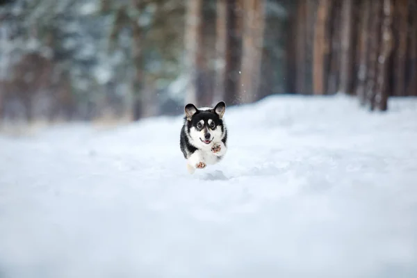 Милий Собака Коргі Біжить Швидко Снігу Собака Взимку Фотографія Дії — стокове фото