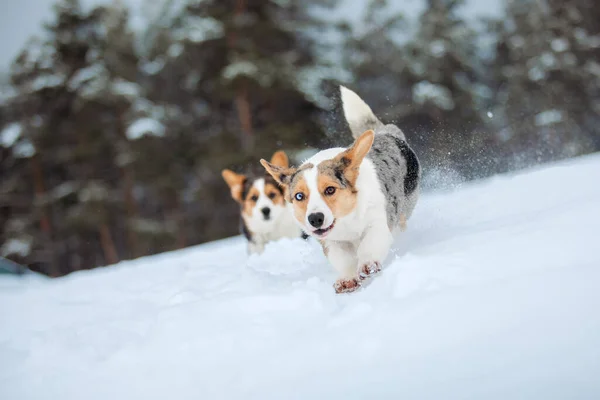 Cão Bonito Corgi Correndo Rápido Neve Cão Inverno Foto Ação — Fotografia de Stock