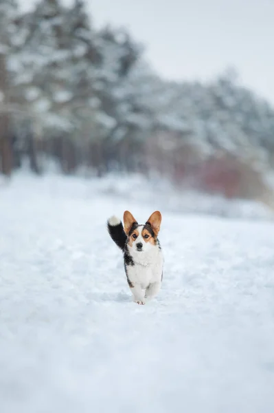 雪の中のコーギー犬 冬の犬 自然界の犬 — ストック写真