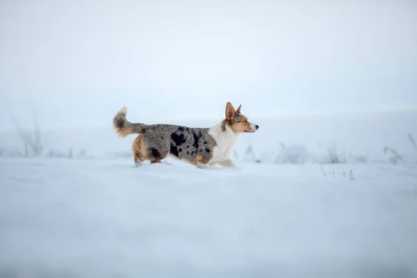 Cão Corgi Neve Cão Inverno Cão Natureza — Fotografia de Stock