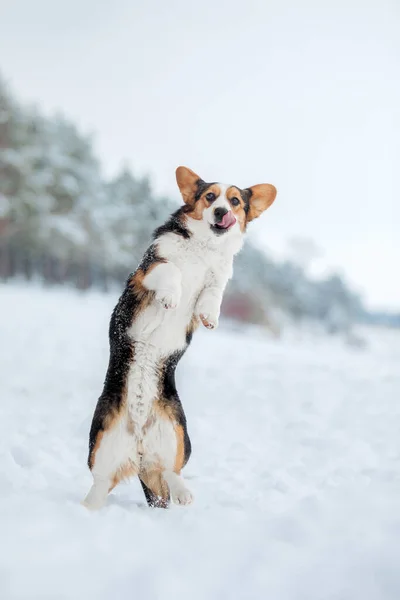 Cão Corgi Neve Cão Inverno Cão Natureza — Fotografia de Stock