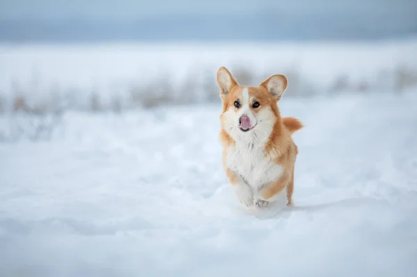 Corgi Hond Sneeuw Hond Winter Hond Natuur — Stockfoto