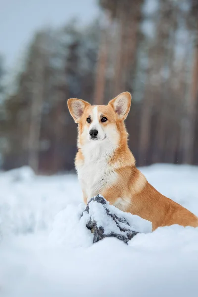 Corgi dog in the snow. Dog in winter. Dog in nature.