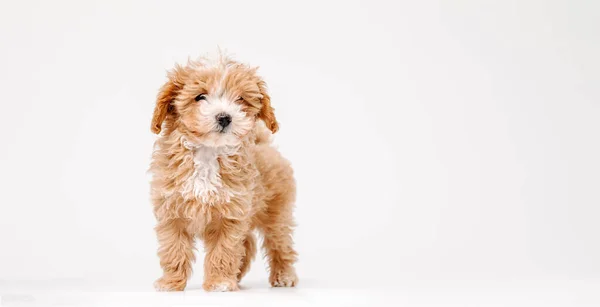 Emosi Yang Tajam Anjing Kecil Maltipu Berpose Anjing Lucu Atau — Stok Foto