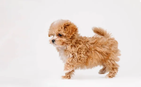 Emoções Sinceras Pequeno Cão Maltipu Posa Bonito Cão Brincalhão Animal — Fotografia de Stock