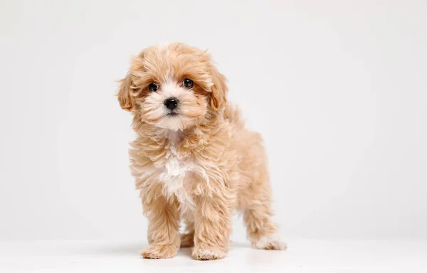 Emoções Sinceras Pequeno Cão Maltipu Posa Bonito Cão Brincalhão Animal — Fotografia de Stock