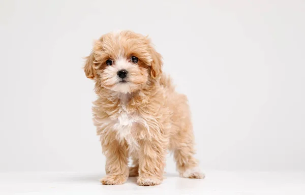 Oprechte Emoties Kleine Hond Maltipu Poseert Leuke Speelse Hond Huisdier — Stockfoto