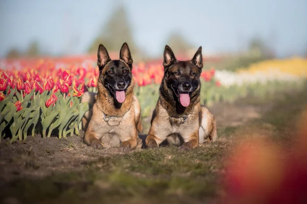 Dog Portrait Spring Belgian Shepherd Breed Dog Malinois Dog Police — Stock Photo, Image