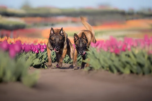 Hondenrennen Belgische Herder Ras Hond Malinois Hond Politiehond Huisdier Tulpenveld — Stockfoto