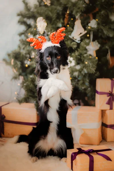 可爱的狗在圣诞节的背景下摆姿势 带着圣诞礼物的边境牧羊犬礼品盒假日装饰时要宠物 农历新年 — 图库照片