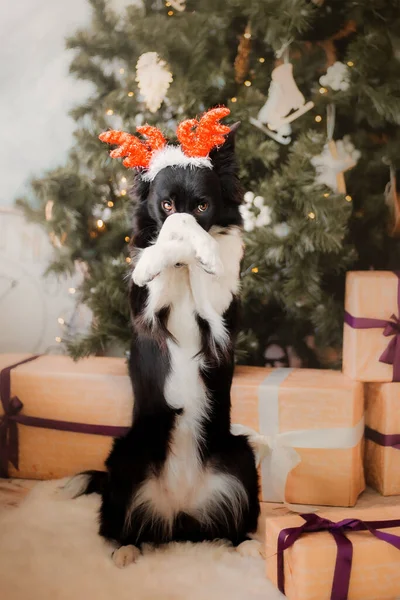 Roztomilý Pes Pózující Vánočním Prostředí Hraniční Kolie Pes Vánočními Dárky — Stock fotografie