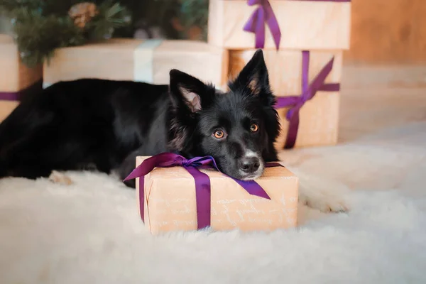 かわいい犬はクリスマスの設定でポーズ クリスマスプレゼントとボーダーコリー犬 ギフトボックス 休日の装飾でペット — ストック写真