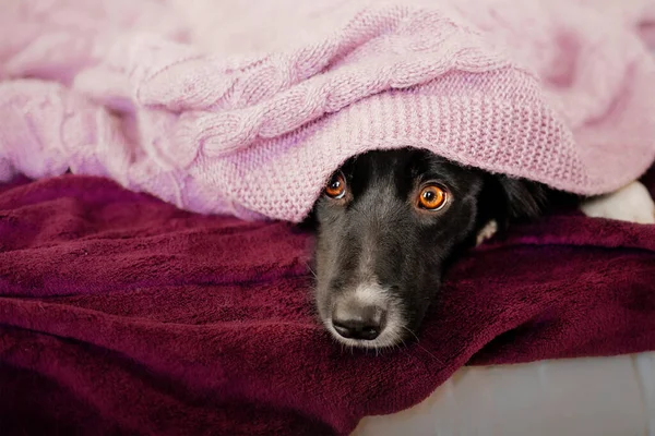 Cão Doce Espreita Debaixo Dos Cobertores Animal Estimação Está Cama — Fotografia de Stock