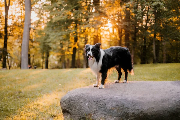 Весела Прогулянка Осінньому Парку Похмурий Образ Стрибаючого Прикордонного Коллі Собаки — стокове фото