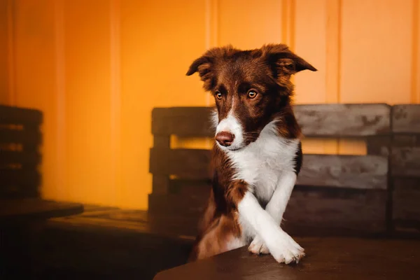 Portret Câine Border Collie Câine Cățeluș Uitându Cameră — Fotografie, imagine de stoc