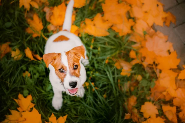 Outono Jack Russell Terrier Cão Com Folhas Temporada Outono — Fotografia de Stock