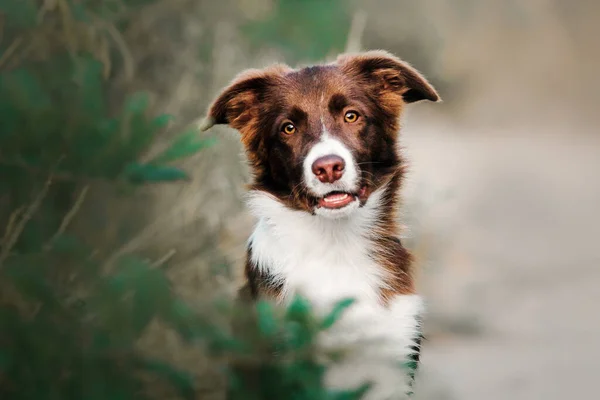 Hundeporträt Border Collie Welpe Schaut Die Kamera — Stockfoto