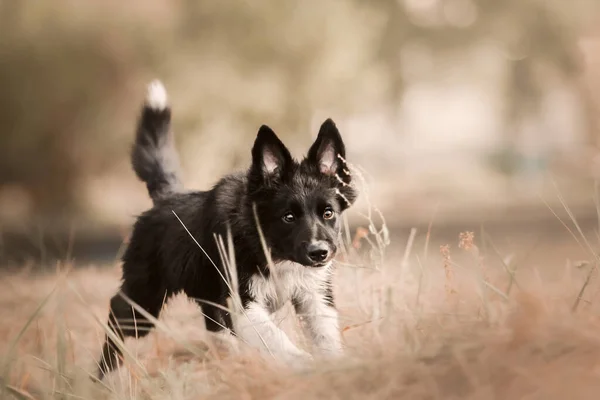 Портрет Собаки Щенок Границе Колли Смотрит Камеру — стоковое фото