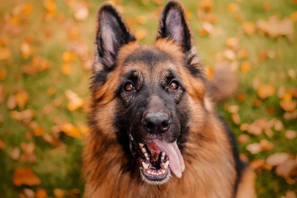 Pies Jesienią Szczęśliwy Owczarek Niemiecki Rasa Przeciwko Liści Klonu Sezon — Zdjęcie stockowe