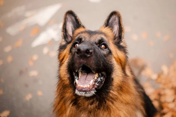 Hond Herfst Gelukkig Duitse Herder Hond Ras Tegen Esdoorn Bladeren — Stockfoto