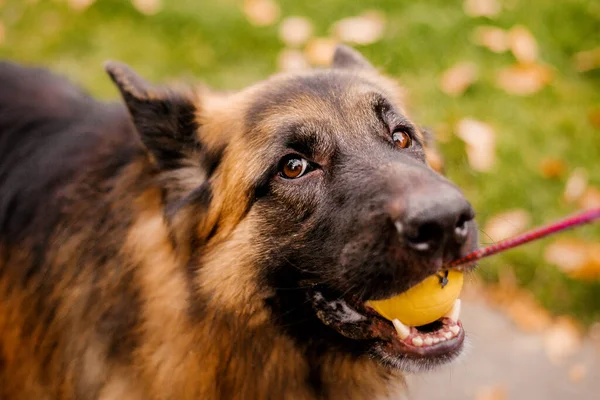 Hund Hösten Glad Tysk Herde Hund Ras Mot Lönnlöv Höstsäsong — Stockfoto