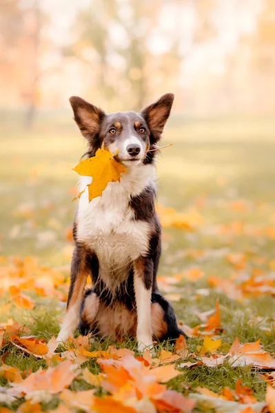 Zabawny Spacer Jesiennym Parku Przycięty Obraz Skaczącego Psa Collie Jesienny — Zdjęcie stockowe