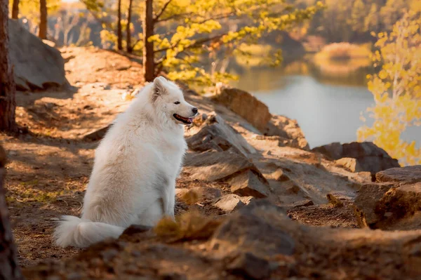 秋の森の犬 地面に黄色の葉 同じ犬の品種 — ストック写真