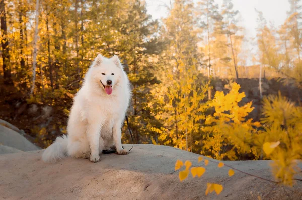 Kutya Őszi Erdőben Sárga Levelek Földön Samoyed Kutyafajta — Stock Fotó