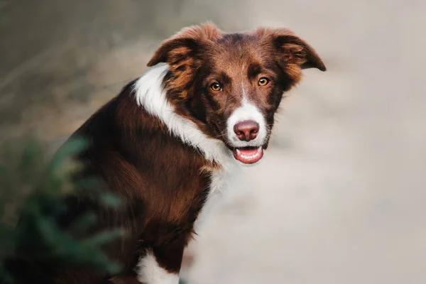 Portret Câine Border Collie Câine Cățeluș Uitându Cameră — Fotografie, imagine de stoc