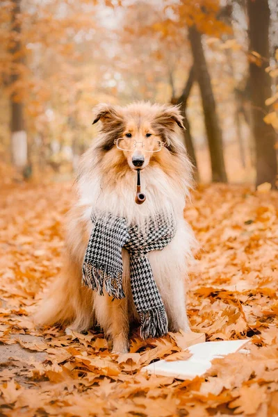 Осень Грубая Колли Собака — стоковое фото
