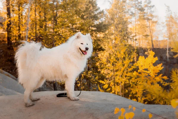 Собака Осеннем Лесу Желтые Листья Земле Порода Самоедов — стоковое фото
