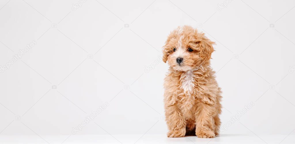 Sincere emotions. Little dog Maltipu poses. Cute playful dog or pet playing on a white studio background. The concept of love of pets. Looks happy, funny.