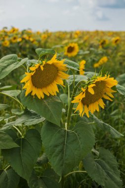 Güneşli bir günde, doğal bir geçmişi olan güzel bir ayçiçeği. Seçici odaklanma. Yüksek kalite fotoğraf