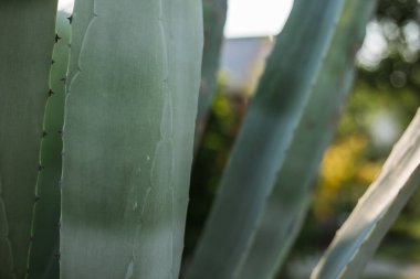 Yeşil arka planda Aloe Vera. Büyük aloe vera bitkisi