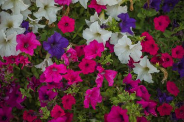 Dekoratif saksıda canlı pembe ve mor renkte renkli petunya çiçekleri, çiçek açan petunyalarla süslü çiçek duvar kağıtları.