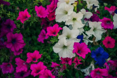 Dekoratif saksıda canlı pembe ve mor renkte renkli petunya çiçekleri, çiçek açan petunyalarla süslü çiçek duvar kağıtları.