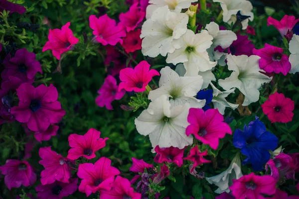 Dekoratif saksıda canlı pembe ve mor renkte renkli petunya çiçekleri, çiçek açan petunyalarla süslü çiçek duvar kağıtları.