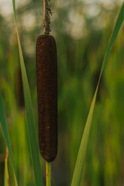 Bulrush Colas Juncos Estanque Hermoso Parque Verde Typha Latifolia — Foto de Stock