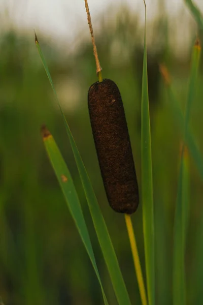 Bulrush Γατάκια Και Καλάμια Στη Λίμνη Στο Καταπράσινο Όμορφο Πάρκο — Φωτογραφία Αρχείου