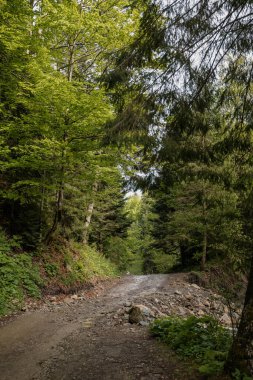 Bir dağın yamaçlarındaki çam ormanı. Karpatlar, Ukrayna, Avrupa. Güzellik dünyası.