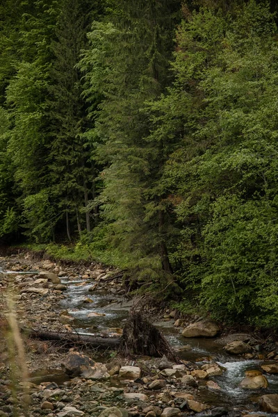 Szybka Górska Rzeka Płynie Wśród Zielonych Lasów Piękna Natura Karpat — Zdjęcie stockowe