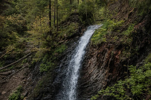 Yeşil Orman Arasında Hızlı Dağ Nehri Akıyor Karpatların Güzel Doğası — Stok fotoğraf