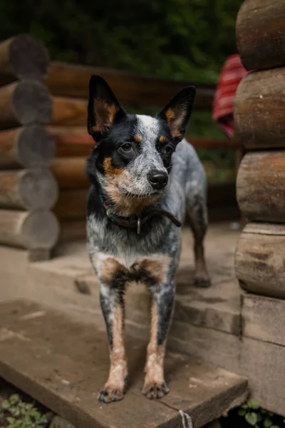 Cão Gado Australiano Floresta Cão Passeio Raça Cão Salto Azul — Fotografia de Stock