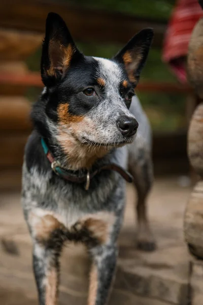 Australian cattle dog in the forest. Hiking dog. Blue heeler dog breed. Carpathian mountains