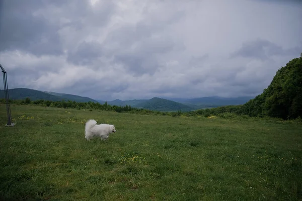 Samoyed dog in the mountain. Hiking dog. Carpathian mountains
