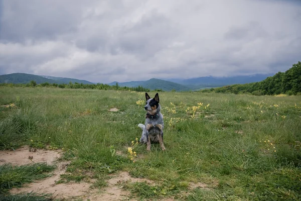 Chien Bétail Australien Dans Forêt Chien Randonnée Race Chien Heeler — Photo