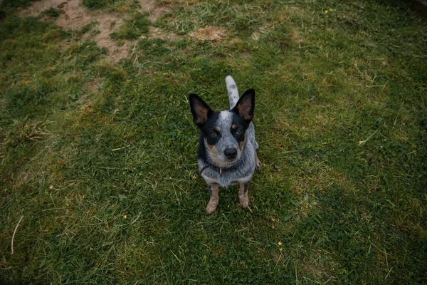 Cão Gado Australiano Floresta Cão Passeio Raça Cão Salto Azul — Fotografia de Stock