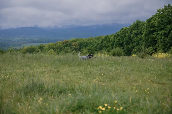 Australian cattle dog in the forest. Hiking dog. Blue heeler dog breed. Carpathian mountains