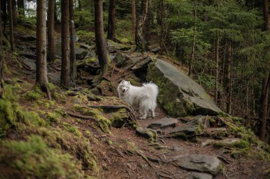 Ormanda Samoyed Dog. Yürüyüş köpeği. Karpat Dağları